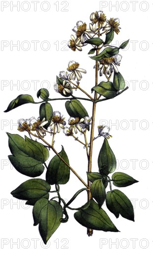 European poisonous plants, common clematis, clematis vitalba, digitally restored reproduction from