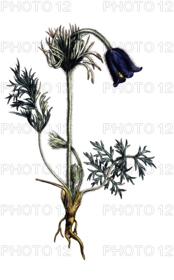European poisonous plants, meadow cowbell, pulsatilla pratensis subsp. pratensi, digitally restored