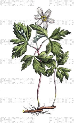 European poisonous plants, anemone nemorosa, bush anemone, digitally restored reproduction from a