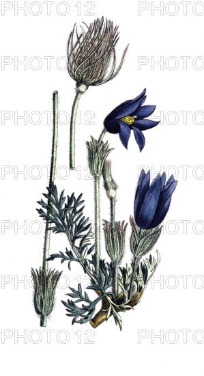 European poisonous plants, common cowbell, pulsatilla vulgaris, kitchen bell, digitally restored