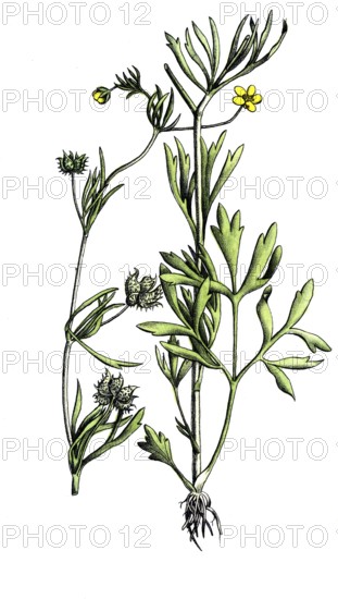 European poisonous plants, field buttercup, Ranunculus arvensis, digitally restored reproduction