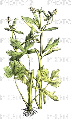 European poisonous plants, poisonous buttercup, Ranunculus sceleratus, digitally restored