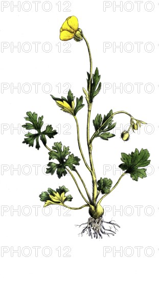 European poisonous plants, bulbous buttercup, Ranunculus bulbosus, digitally restored reproduction