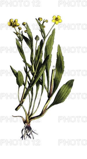 European poisonous plants, burning buttercup, Ranunculus flammula, digitally restored reproduction