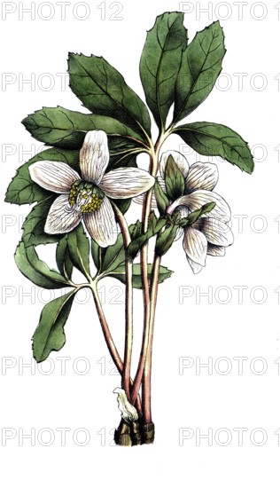 European poisonous plants, snow rose, Helleborus niger, usually called Christmas rose or black
