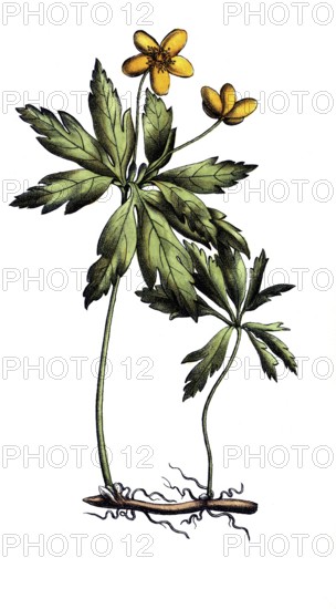 European poisonous plants, yellow anemone ranunculoides, digitally restored reproduction from a
