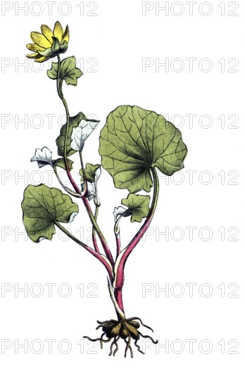 European poisonous plants, scarbock herb, ficaria verna, synonym: Ranunculus ficaria L, also