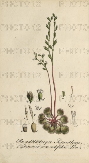 European poisonous plants, Common sundew, Drosera rotundifolia, authentic, digitally restored