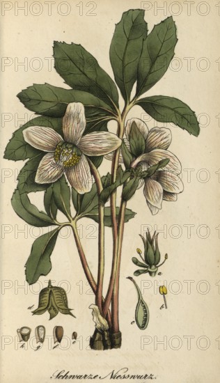 European poisonous plants, snow rose, Helleborus niger, usually called Christmas rose or black