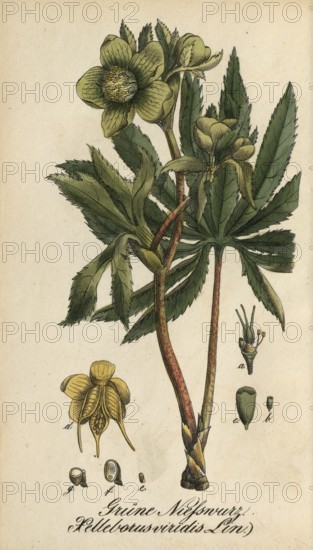 European poisonous plants, Green Hellebore, Helleborus viridis, authentic, digitally restored