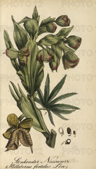 European poisonous plants, Helleborus foetidus, authentic, digitally restored reproduction from a