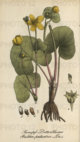 European poisonous plants, marsh marigold, Caltha palustris, authentic, digitally restored