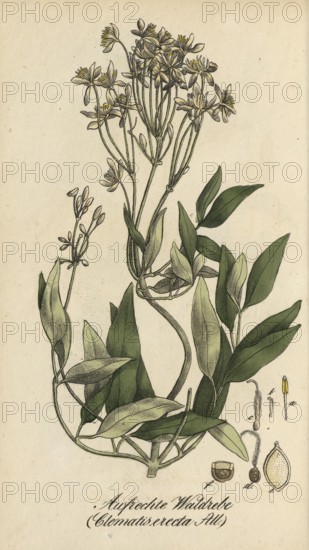 European poisonous plants, Clematis recta, authentic, digitally restored reproduction from a 19th