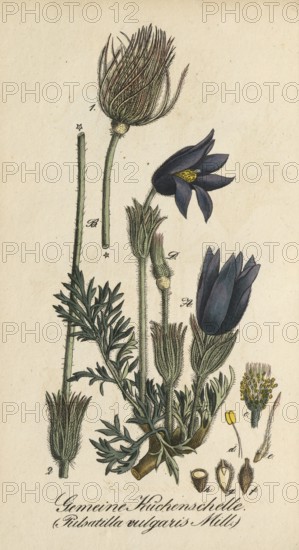 European poisonous plants, Pasque flower, Pulsatilla vulgaris, Pasque flower, authentic, digitally