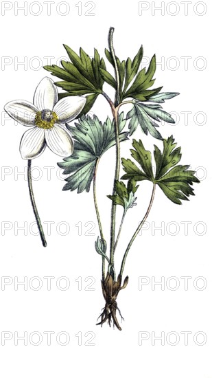 European poisonous plants, forest anemone sylvestris, digitally restored reproduction from a 19th