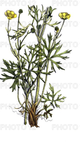 European poisonous plants, many-flowered buttercup, Ranunculus polyanthemos, digitally restored