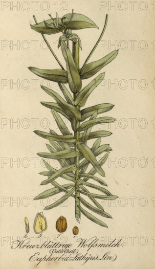 European poisonous plants, Caper spurge, Euphorbia lathyris, also known as spring spurge,