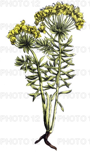 European poisonous plants, cypresses - milkweed, Euphorbia cyparisensias, digitally restored