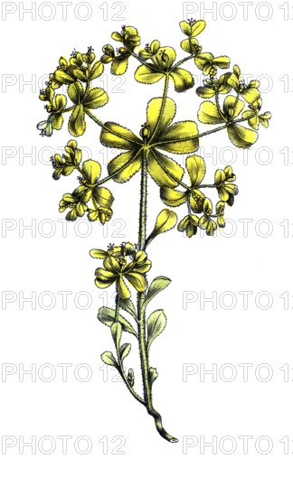 European poisonous plants, solstice milkweed, Euphorbia helioscopia subsp. helioscopia, digitally