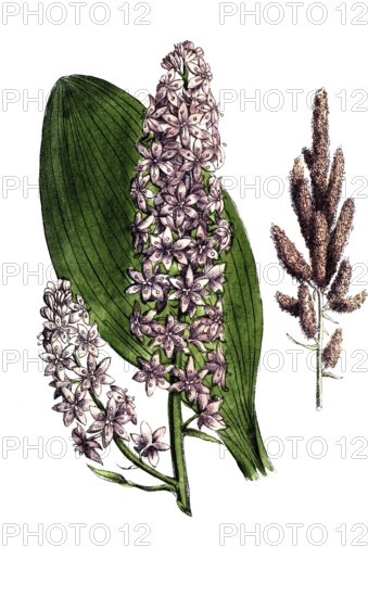 European poisonous plants, black germer, Veratrum nigrum, digitally restored reproduction from a