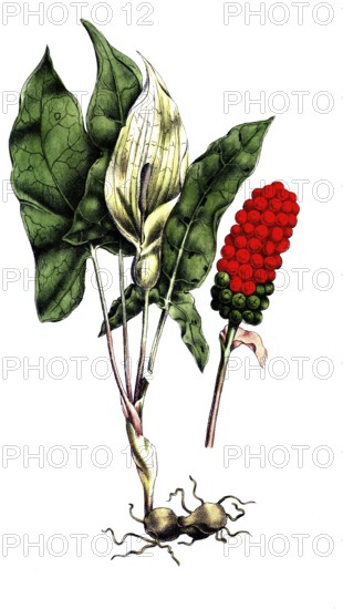 European poisonous plants, spotted arum stick, Arum maculatum, digitally restored reproduction from