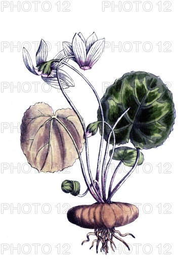 European poisonous plants, European cyclamen, cyclamen purpurascens, cyclamen europaeum, digitally