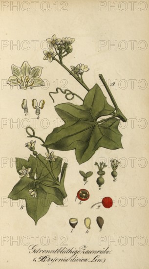 European poisonous plants, red bryony or dioecious bryony, Bryonia dioica, authentic, digitally