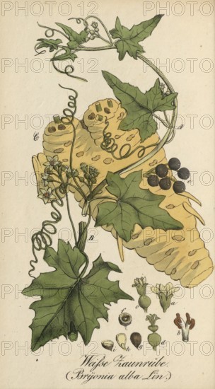 European poisonous plants, Bryonia alba, authentic, digitally restored reproduction from a 19th