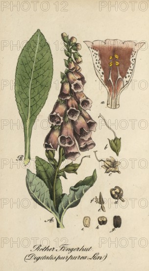European poisonous plants, Common foxglove, Digitalis purpurea, authentic, digitally restored