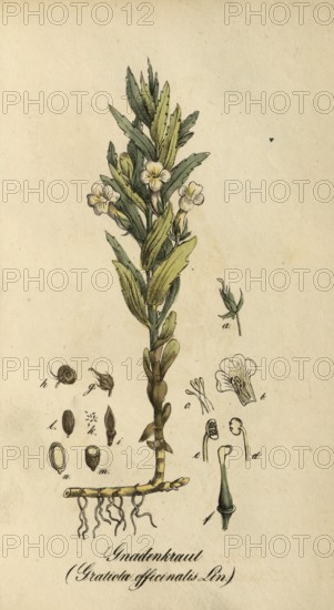 European poisonous plants, Gottes-Gnadenkraut or Gottesgnadenkraut, Gratiola officinalis,