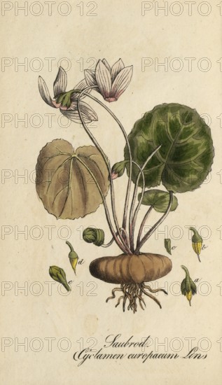 European poisonous plants, Cyclamen purpurascens, Cyclamen europaeum, authentic, digitally restored