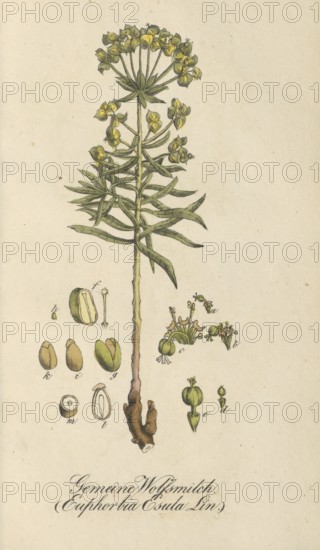 European poisonous plants, Euphorbia esula, authentic, digitally restored reproduction from a 19th