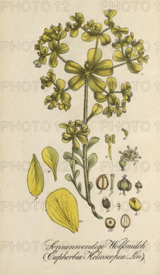 European poisonous plants, Solstice spurge, Euphorbia helioscopia subsp. helioscopia, authentic,