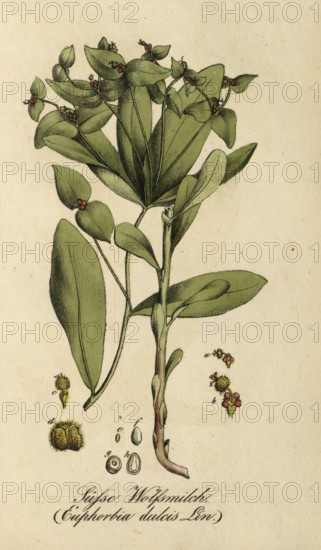 European poisonous plants, sweet spurge, Euphorbia dulcis, authentic, digitally restored