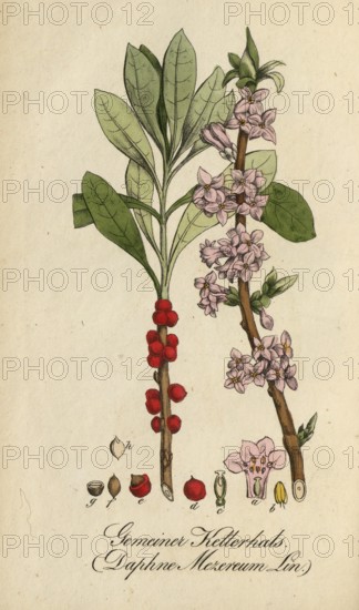 European poisonous plants, Daphne mezereum, authentic, digitally restored reproduction from a 19th