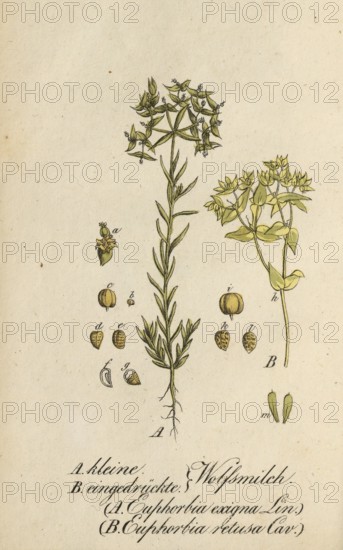 European poisonous plants, Small spurge, Euphorbia exigua, and Pressed spurge, Euphorbia retusa,