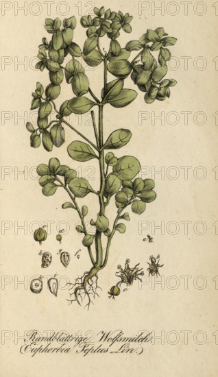 European poisonous plants, garden spurge, Euphorbia peplus, authentic, digitally restored