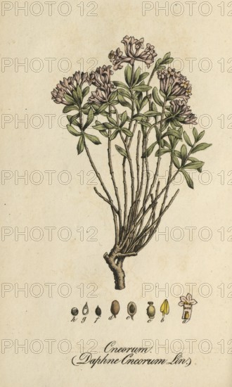 European poisonous plants, rosemary daphne, Daphne cneorum, authentic, digitally restored