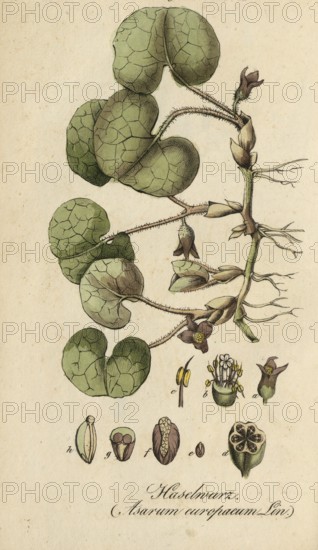 European poisonous plants, common hazelwort, Asarum europaeum, authentic, digitally restored