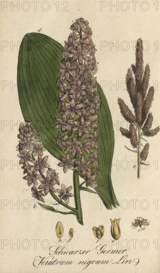 European poisonous plants, Black False Hellebore, Veratrum nigrum, authentic, digitally restored