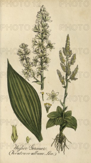 European poisonous plants, White False Helleborne, Veratrum album, also White False Helleborne and