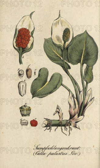 European poisonous plants, Dragonwort, Calla palustris, also Swamp Calla, Swamp Calla, Snakewort,
