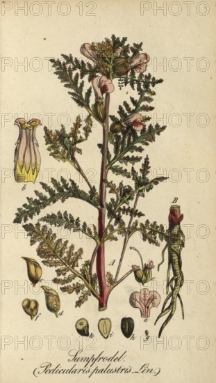 European poisonous plants, marsh lousewort, Pedicularis palustris, authentic, digitally restored