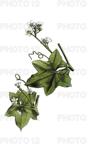 European poisonous plants, red fence beet, red fence beet or dioecious fence beet, Bryonia dioica,