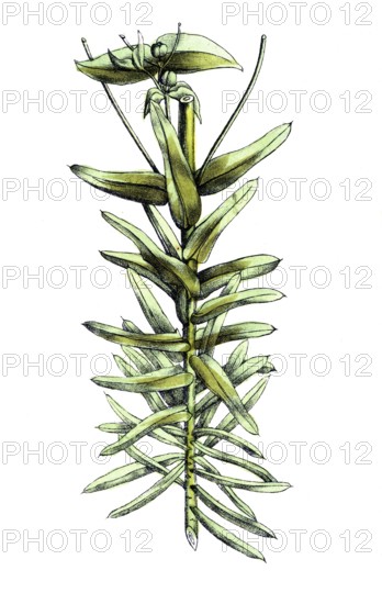 European poisonous plants, cruciferous milkweed, Euphorbia lathyris, also spring milkweed,