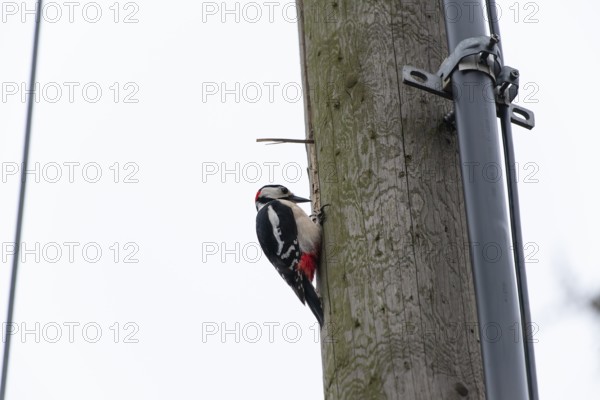 Great spotted woodpecker (Dendrocopos major) pecking on a utility pole in the city. Stuttgart,