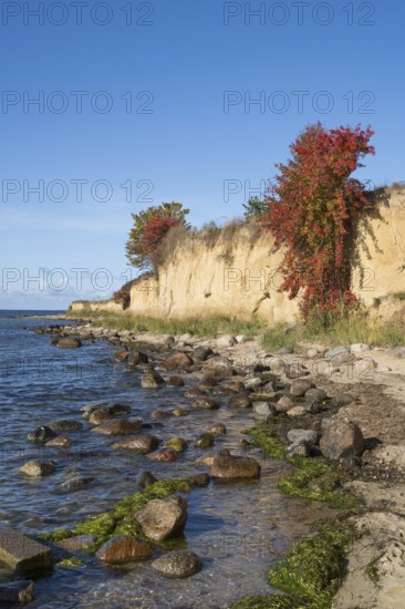 Cliffs on the shores of the Baltic Sea, autumn colors, Klein Zicker, Mönchgut, Rügen island, Baltic