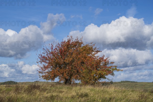 Tree with autumn colors on the high bank of Klein Zicker, exposed, white clouds, nature reserve,