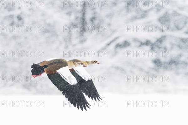 Two Nile Geese (Alopochen aegyptiacus) flying in snowfall against a background of snow-covered