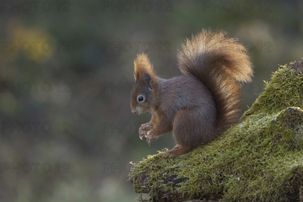 Red squirrel (Sciurus) on rootstock